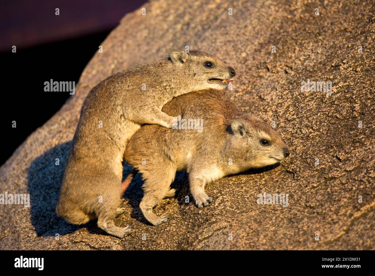 Yellow-spotted rock Hyrax or Bush Hyrax  mating.  Bush Hyrax is a species of mammal in the family Procaviidae. It is found in Africa Stock Photo