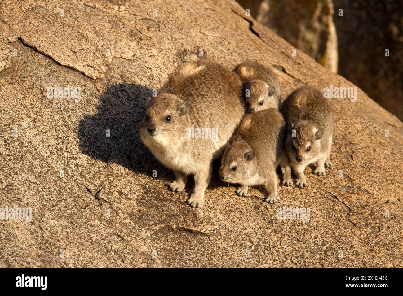 Yellow-spotted rock hyrax or bush hyrax female with cubs. is a species of mammal in the family Procaviidae. It is found in Africa Stock Photo