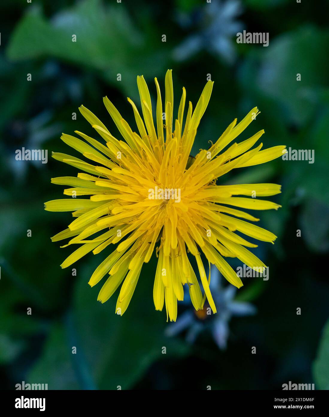 Dandelion. Rose Cottage Garden Stock Photo Alamy