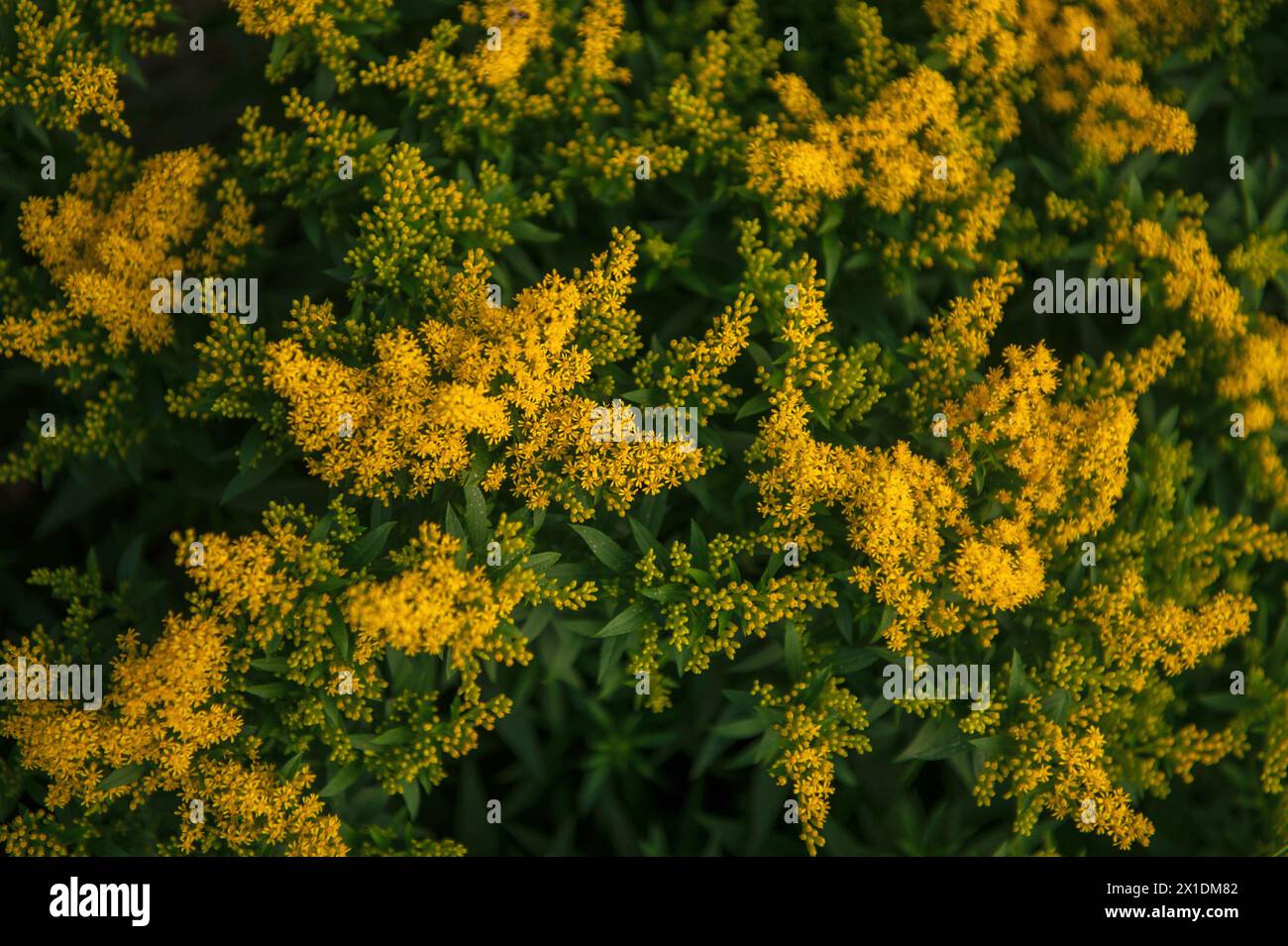 Yellow Solidago gigantea, also known as tall goldenrod and giant goldenrod Stock Photo
