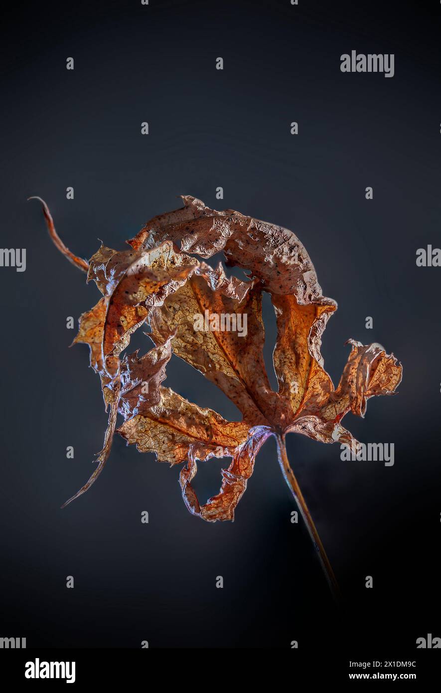 Dried acer leaf with dark background Stock Photo