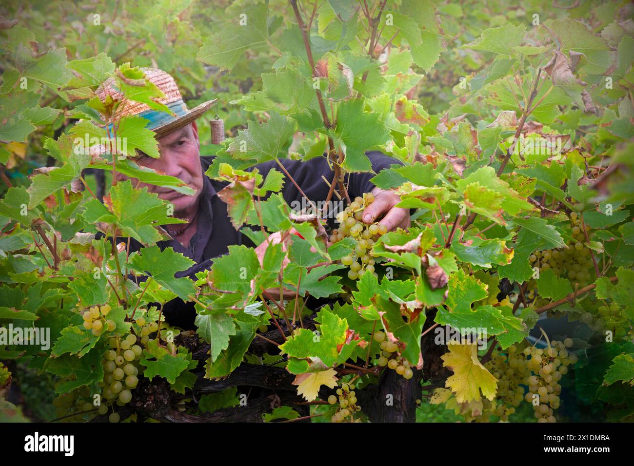 Grape harvesting by hand Stock Photo - Alamy