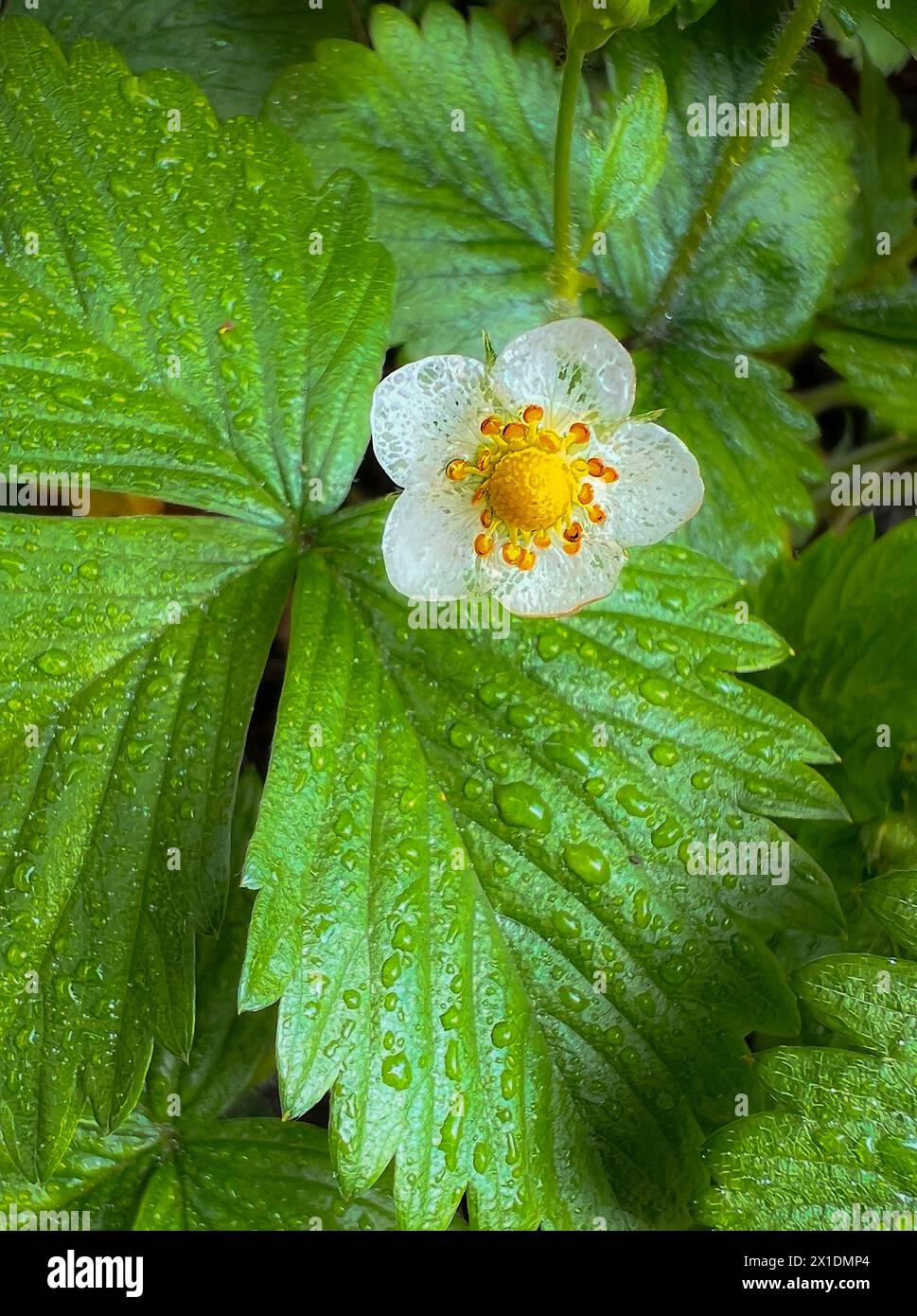 Wild strawberry plant ( Fragaria vesca ) after rain shower Stock Photo ...