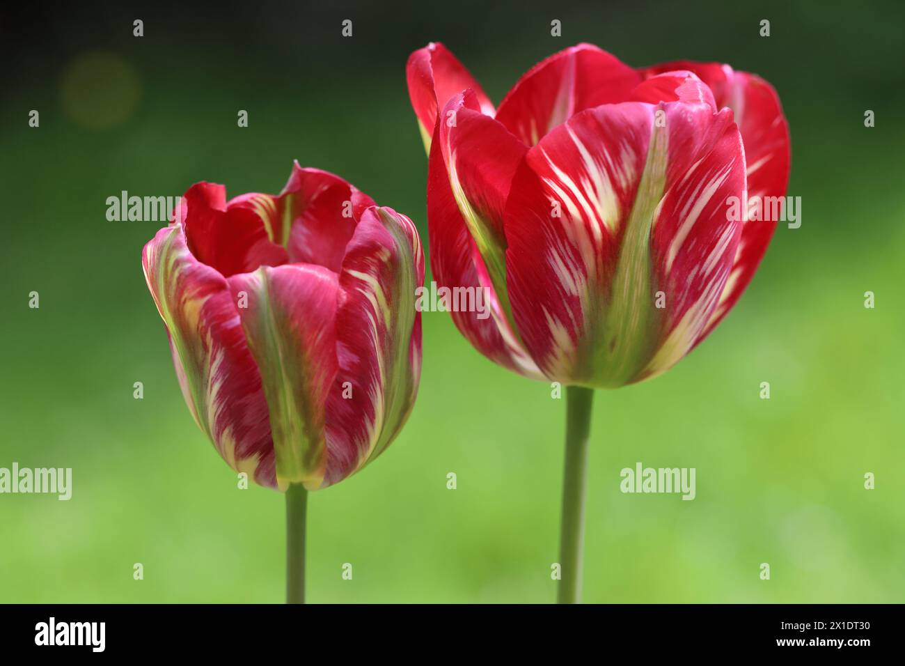 close-up of two beautiful viridiflora tulips against a green blurred background with selective focus Stock Photo