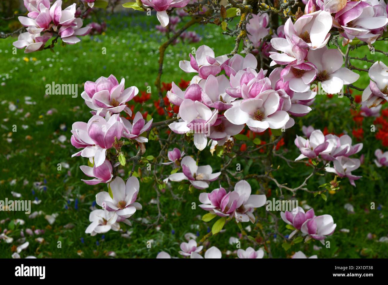 Magnolia tree with pink flowers Stock Photo - Alamy