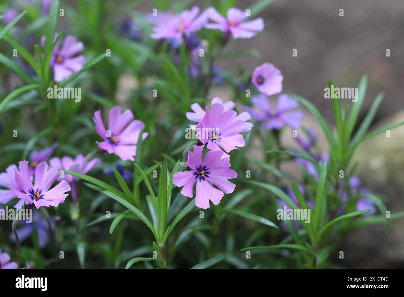 Close-up of pretty purple blooming phlox subulata flowers with a selective focus Stock Photo