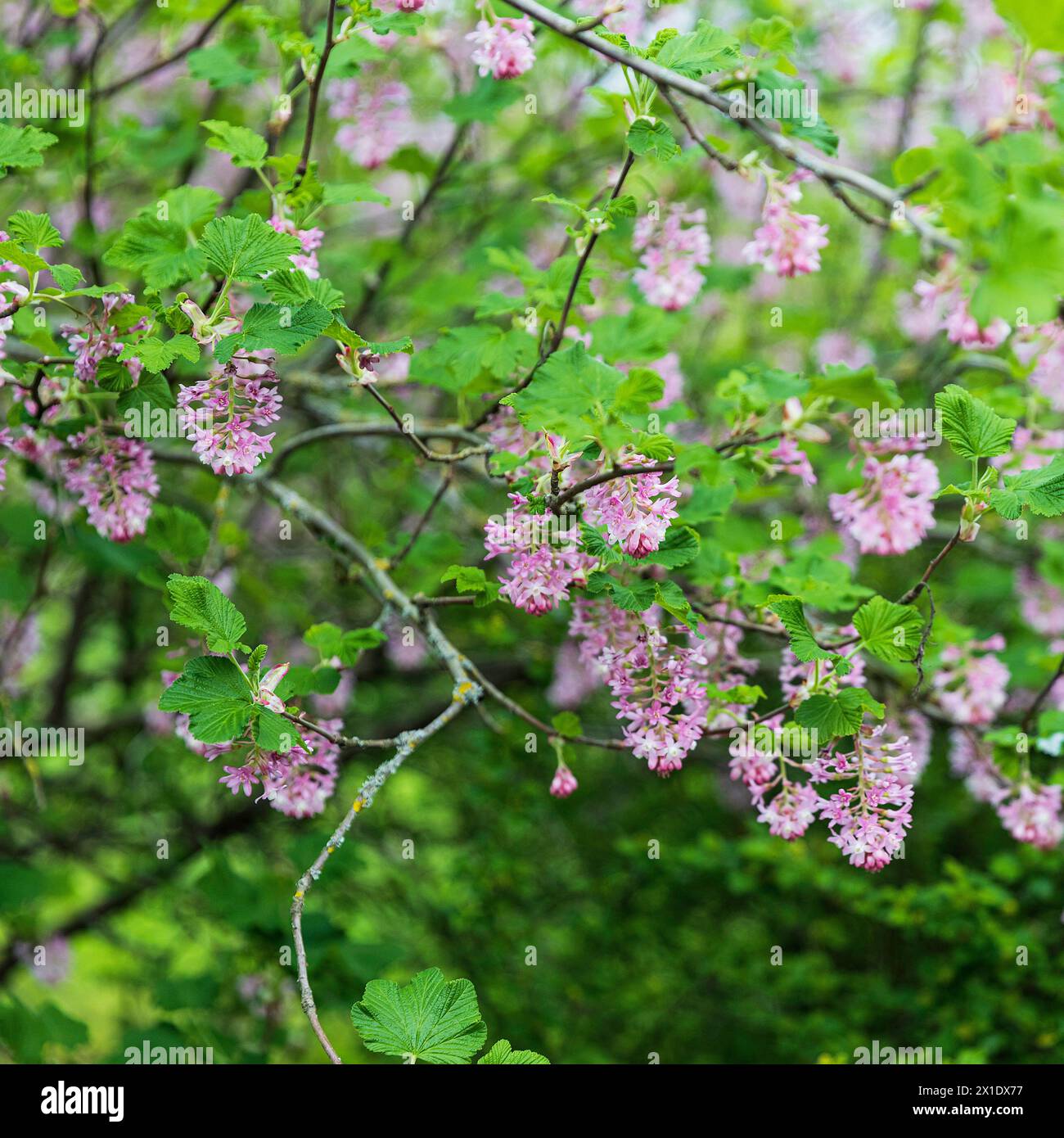 Ribes nevadense (sometimes spelled R. nevadaense) is a species of currant known by the common names Sierra currant and mountain pink currant. Stock Photo