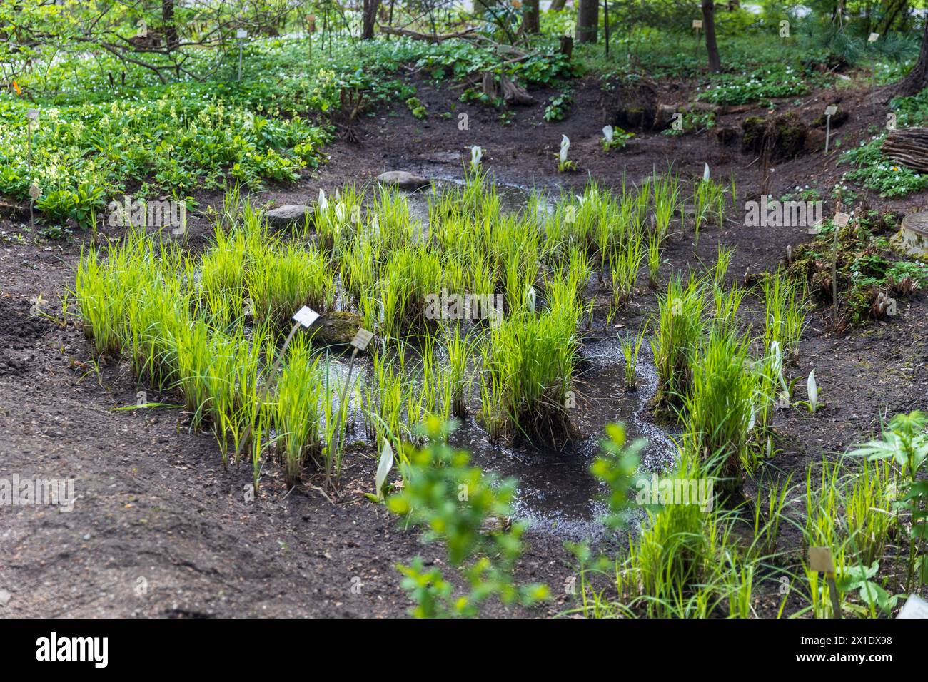 Lysichiton camtschatcensis, common name Asian skunk cabbage, white skunk cabbage Stock Photo