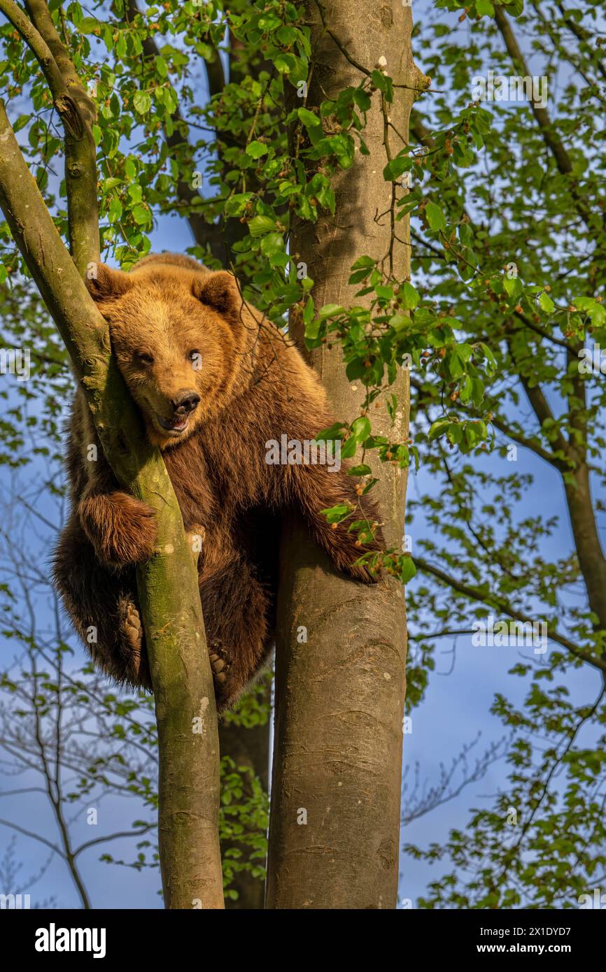 European brown bear (Ursus arctos) climbing tree in forest in evening light Stock Photo