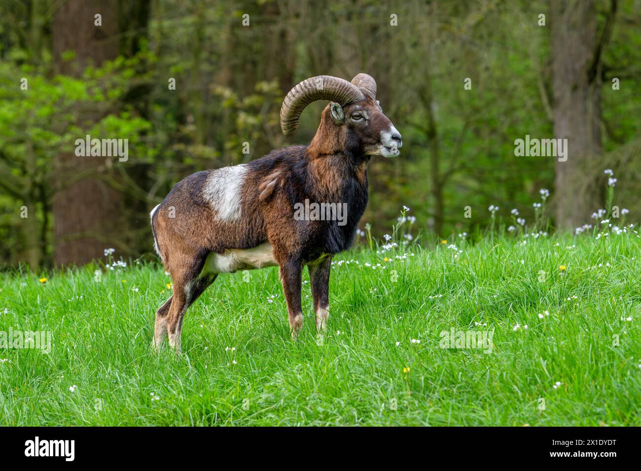 European mouflon (Ovis aries musimon / Ovis gmelini musimon) ram / male with big horns at in meadow at forest’s edge in spring Stock Photo