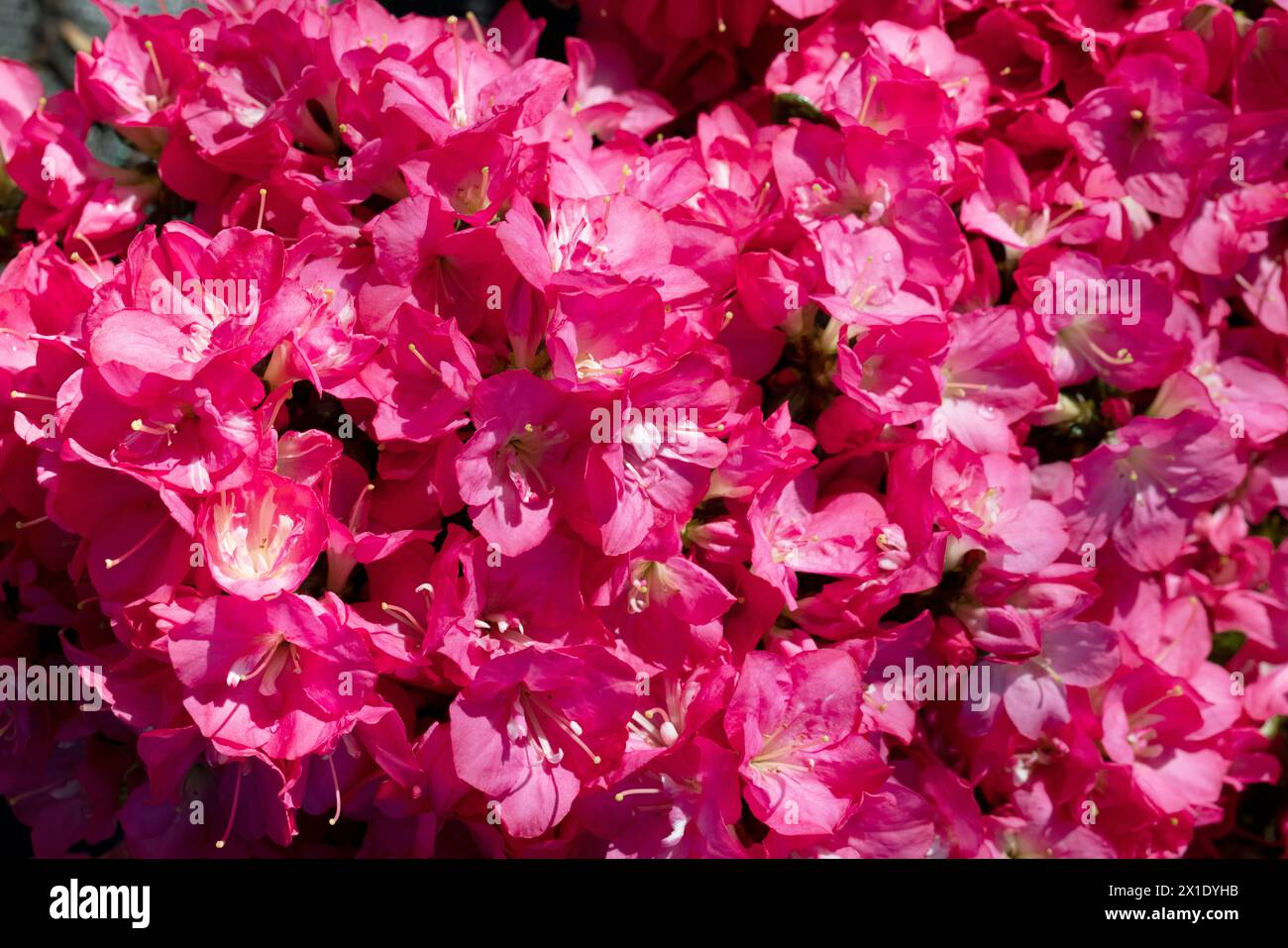 Flower and flowers of azaleas variety Rhododendron, blooming in spring. Closeup, selective focus Stock Photo
