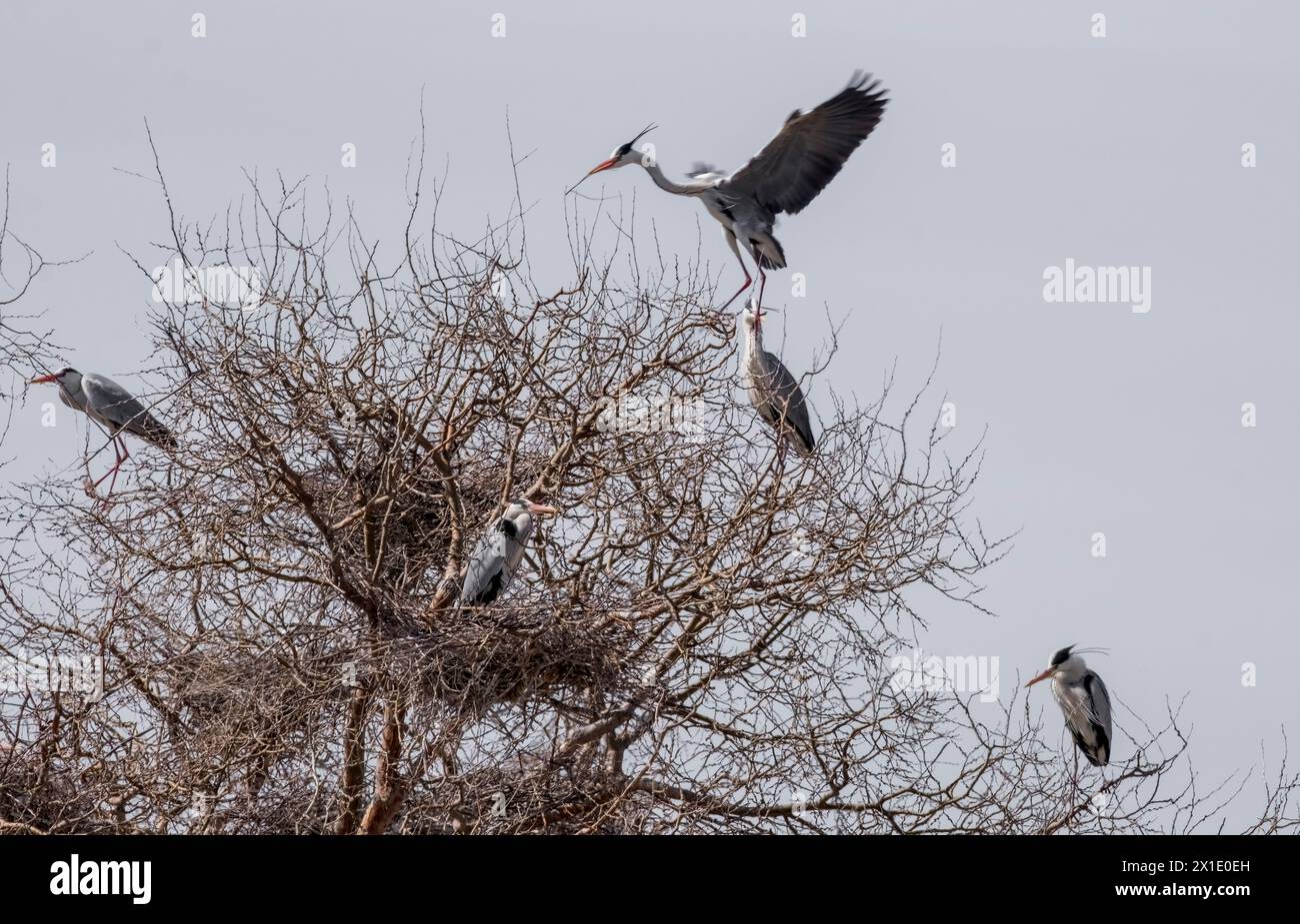 Beautiful wild birds, great gray herons nest on one tree with a whole family of several pairs Stock Photo
