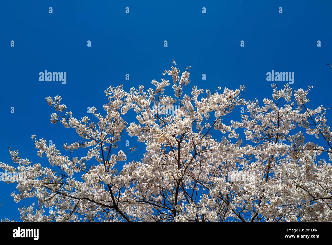 Cherry blossom (Sakura) in nearly full bloom on the Meguro River in Meguro, Tokyo Stock Photo