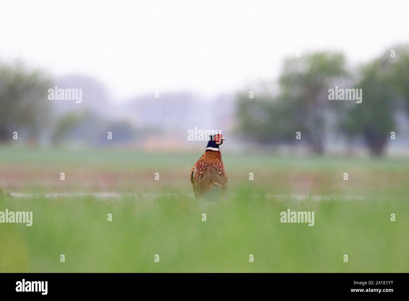 Fasan auf dem Feld Stock Photo - Alamy
