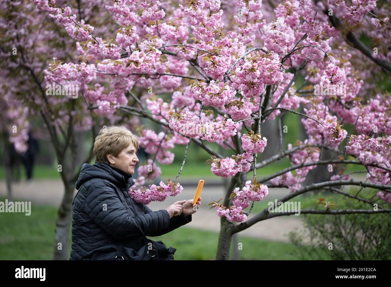 A woman takes a photo of sakura blossoms in Kyoto Park in Kyiv. Stock Photo