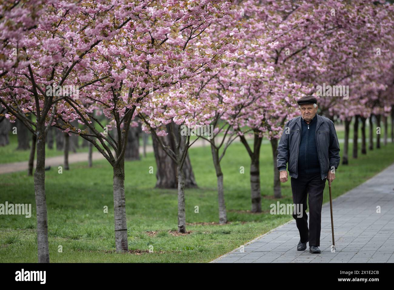 A man walks in Kyoto Park in Kyiv where sakura blossoms. Stock Photo