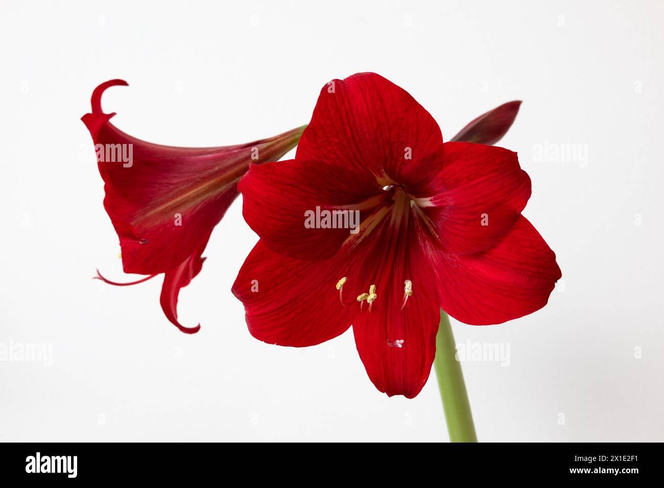 Red Hippeastrum reginae plant b in the garden Stock Photo - Alamy