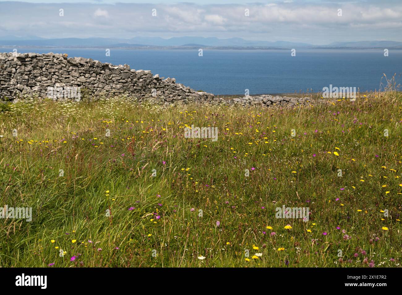 Stone wall and wild flowers on Inishmore island in the Aran islands on
