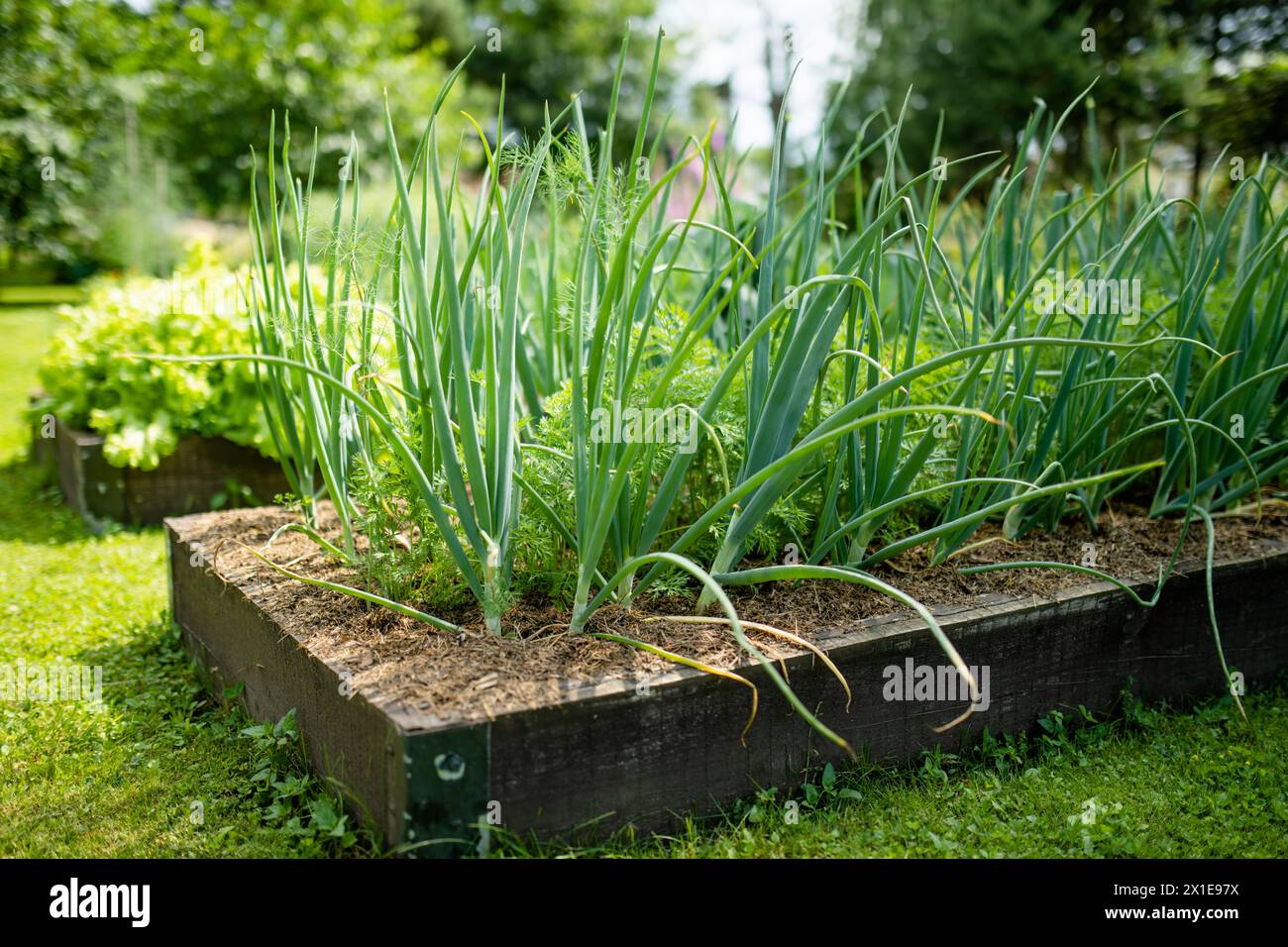 Cultivating onions in summer season. Growing own herbs and vegetables in a homestead. Gardening and lifestyle of self-sufficiency. Stock Photo