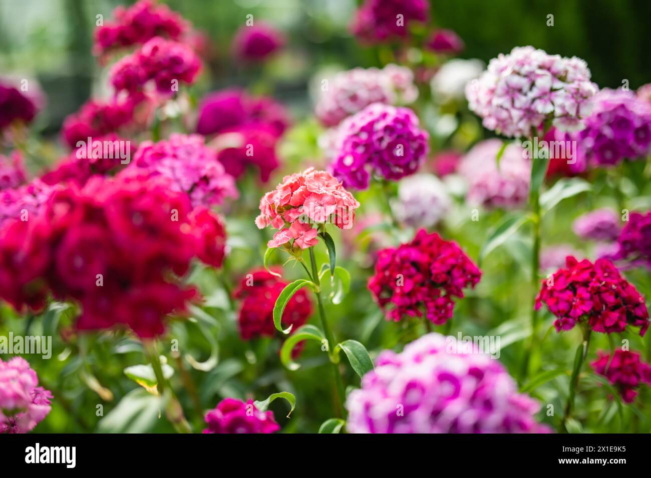 Assorted colorful flowers of Dianthus barbatus or the sweet William plant blossoming in a garden in a sunny summer day. Beauty in nature. Stock Photo