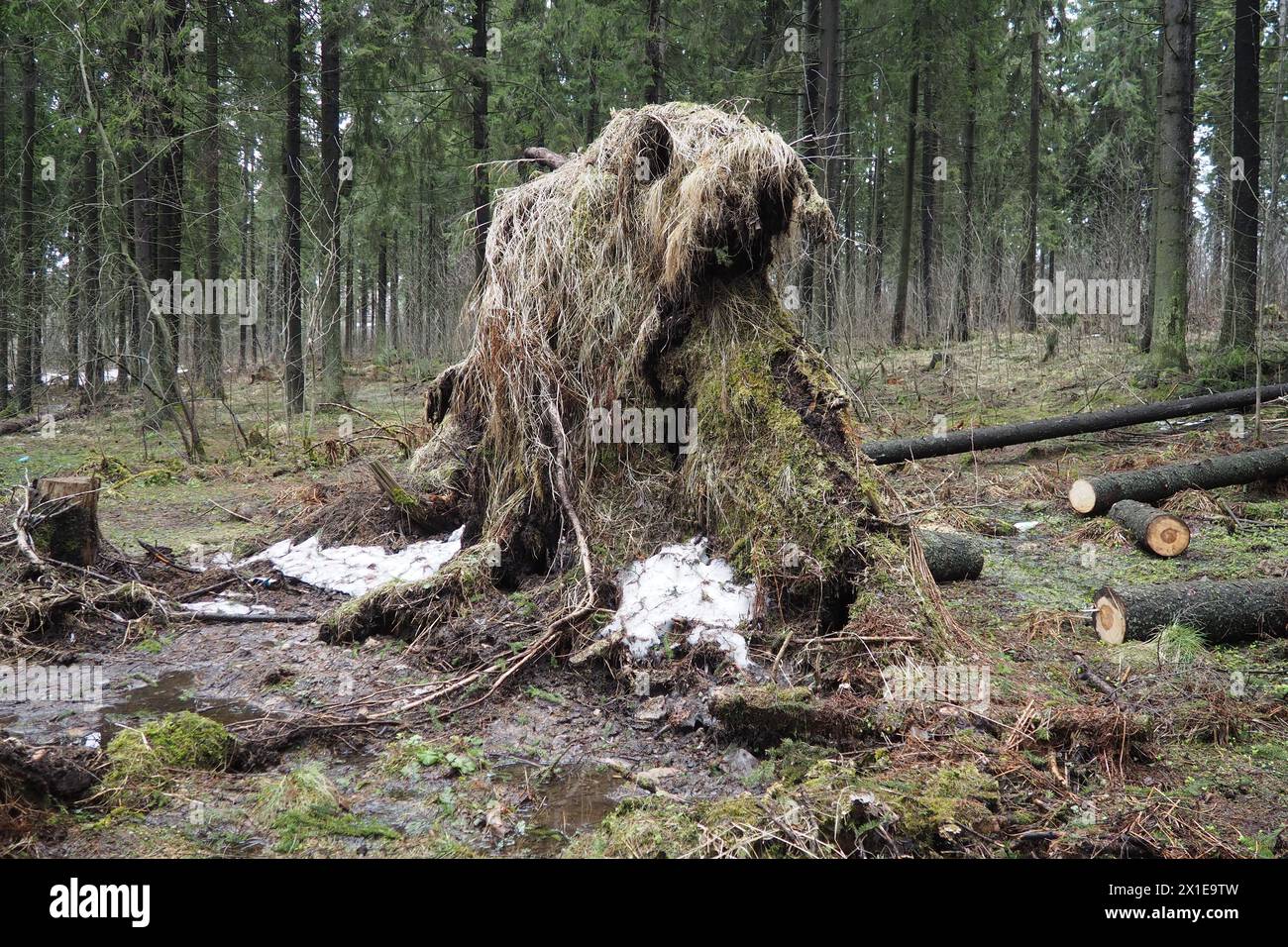 Picea abies, Norway spruce or European spruce. Fir is large, fast-growing evergreen coniferous tree. Fallen spruce with roots. Hurricanes cause maximu Stock Photo