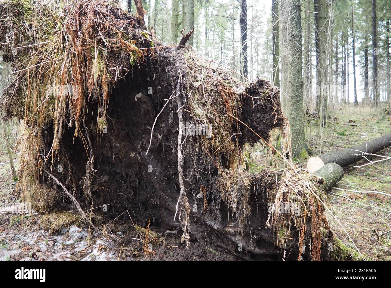 Picea abies, Norway spruce or European spruce. Fir is large, fast-growing evergreen coniferous tree. Fallen spruce with roots. Hurricanes cause maximu Stock Photo