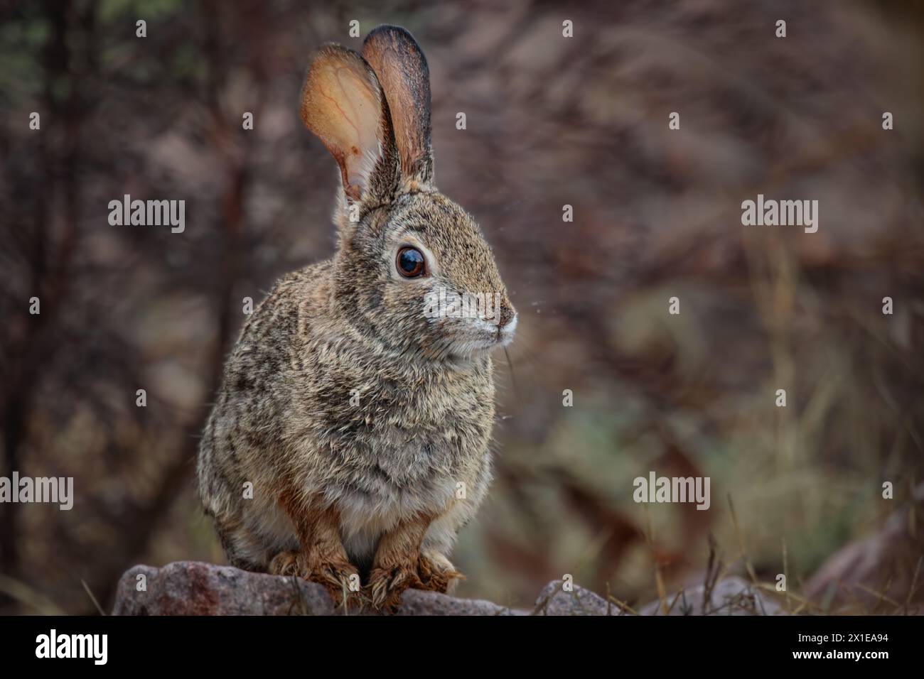 A Desert Cottontail Rabbit in the high desert of Arizona after a Spring ...