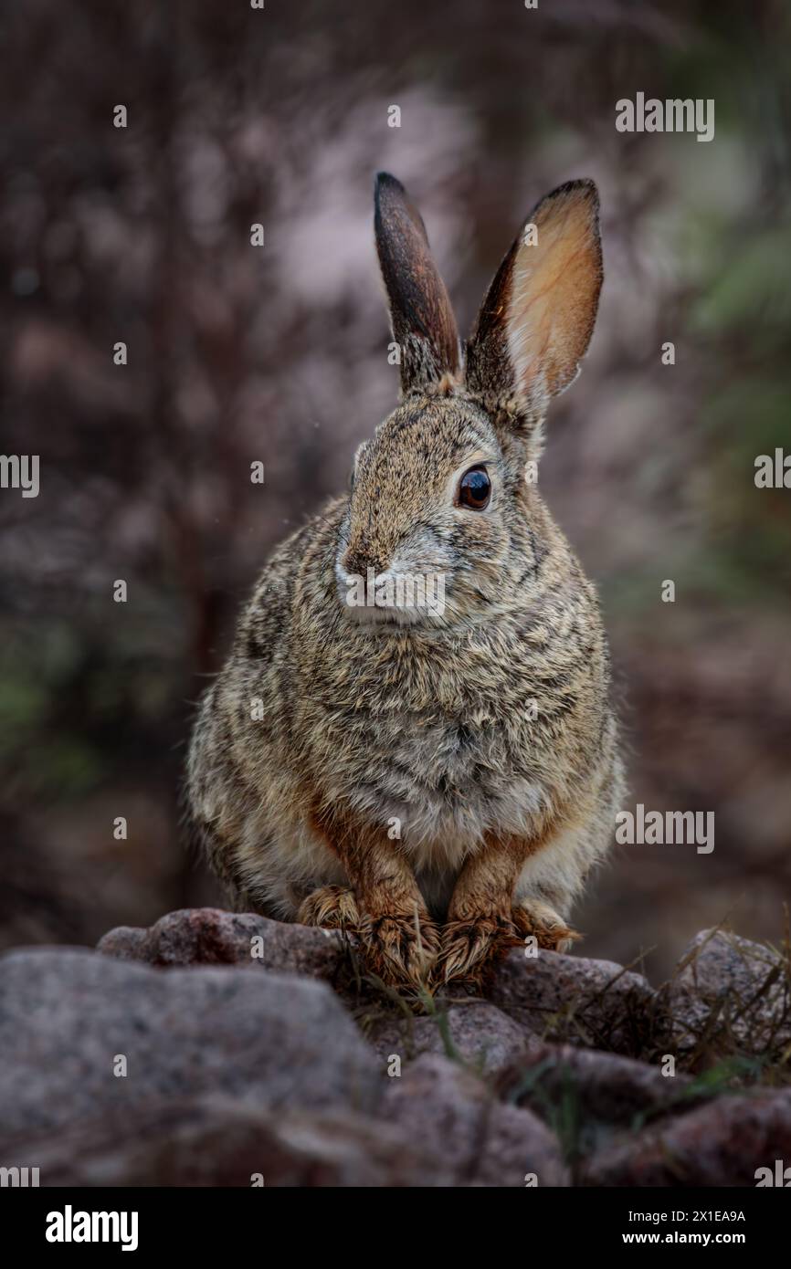 A Desert Cottontail Rabbit in the high desert of Arizona after a Spring rain shower. Stock Photo