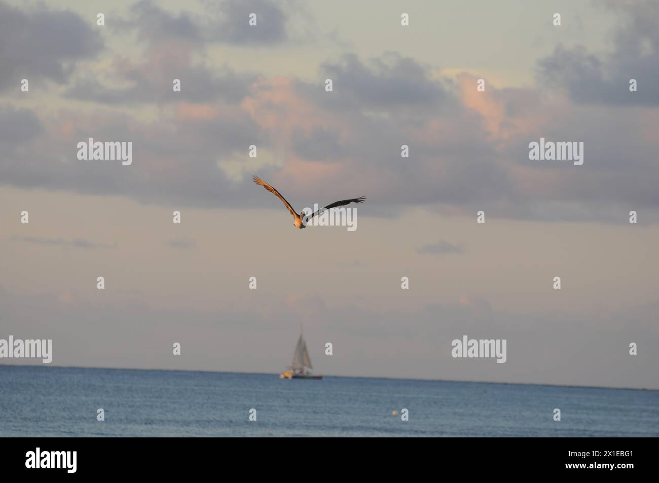 A bird is flying over the ocean with a sailboat in the background. The sky is cloudy and the water is calm Stock Photo