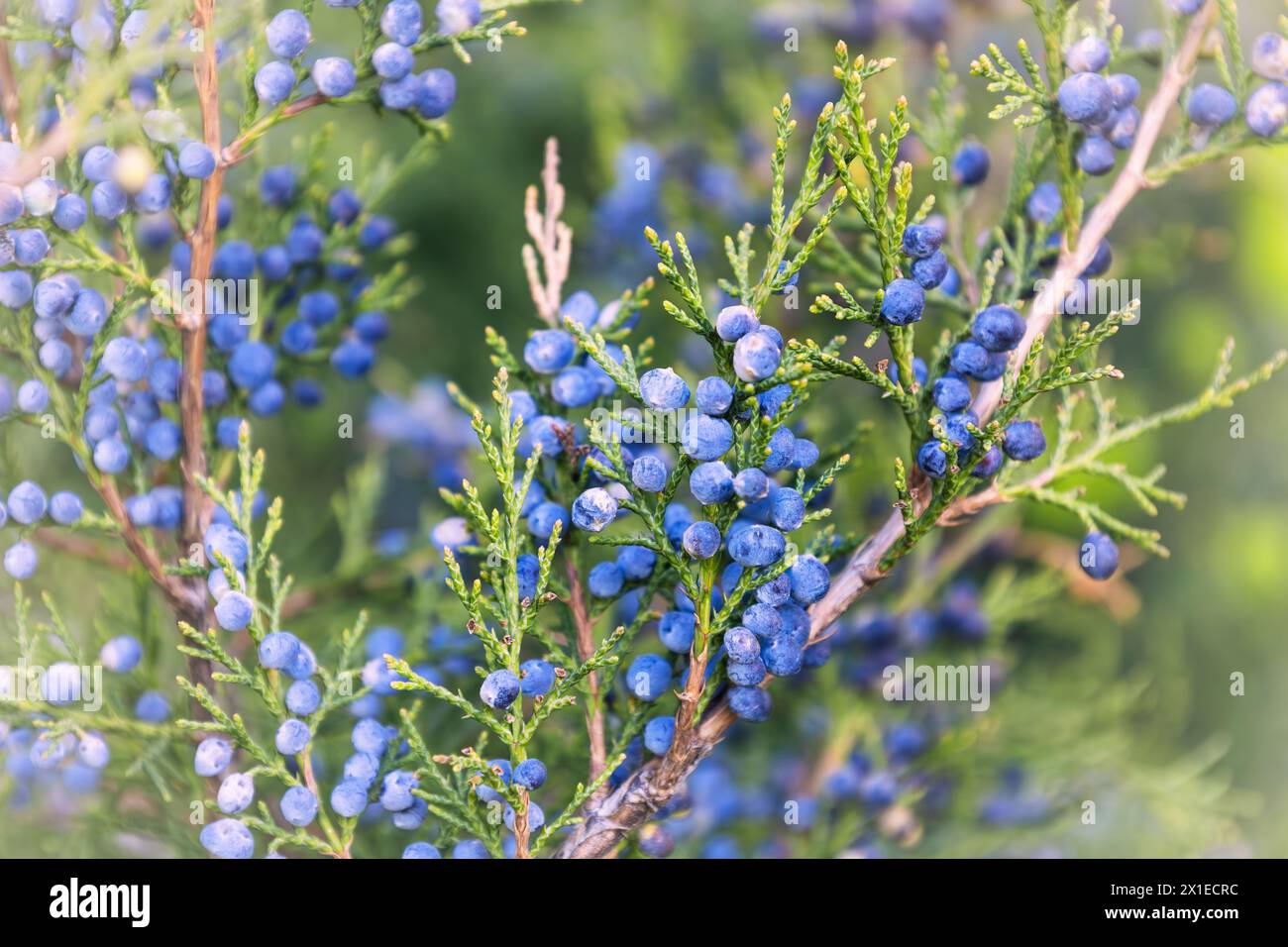 Bright needles with whitish blue berries Cossack juniper. Immature bumps of Juniperus sabina. Savin for decorates any garden. Interesting nature Stock Photo