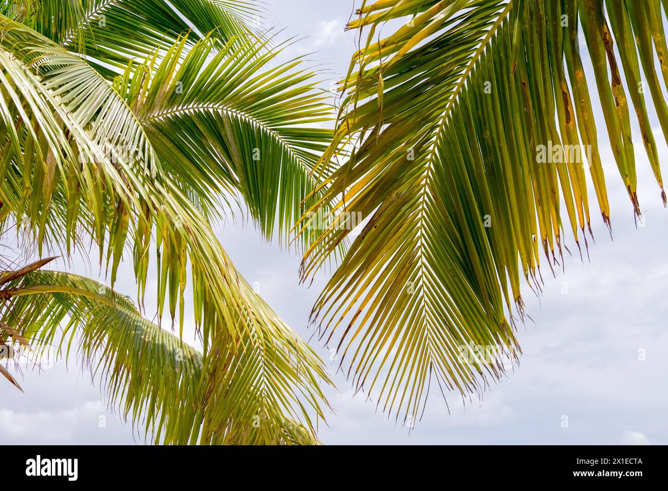 A palm tree with a few leaves is shown in the image. The sky is cloudy and the sun is shining through the clouds Stock Photo