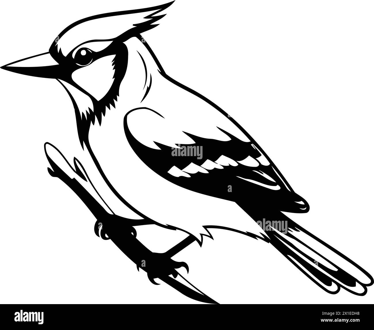 Blue jay bird on a branch. Vector illustration isolated on white background. Stock Vector