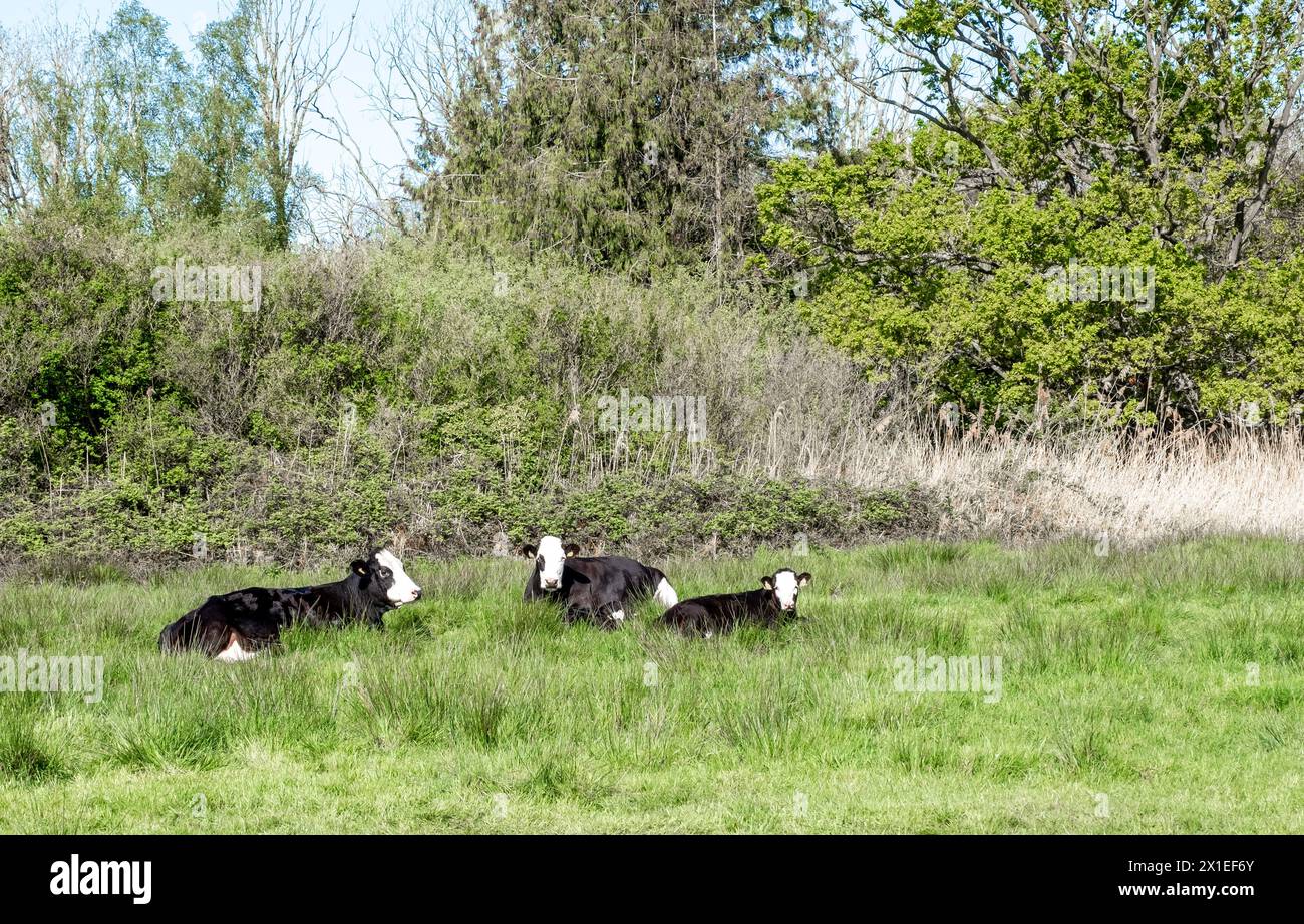 Three cows laying in the green grass Stock Photo
