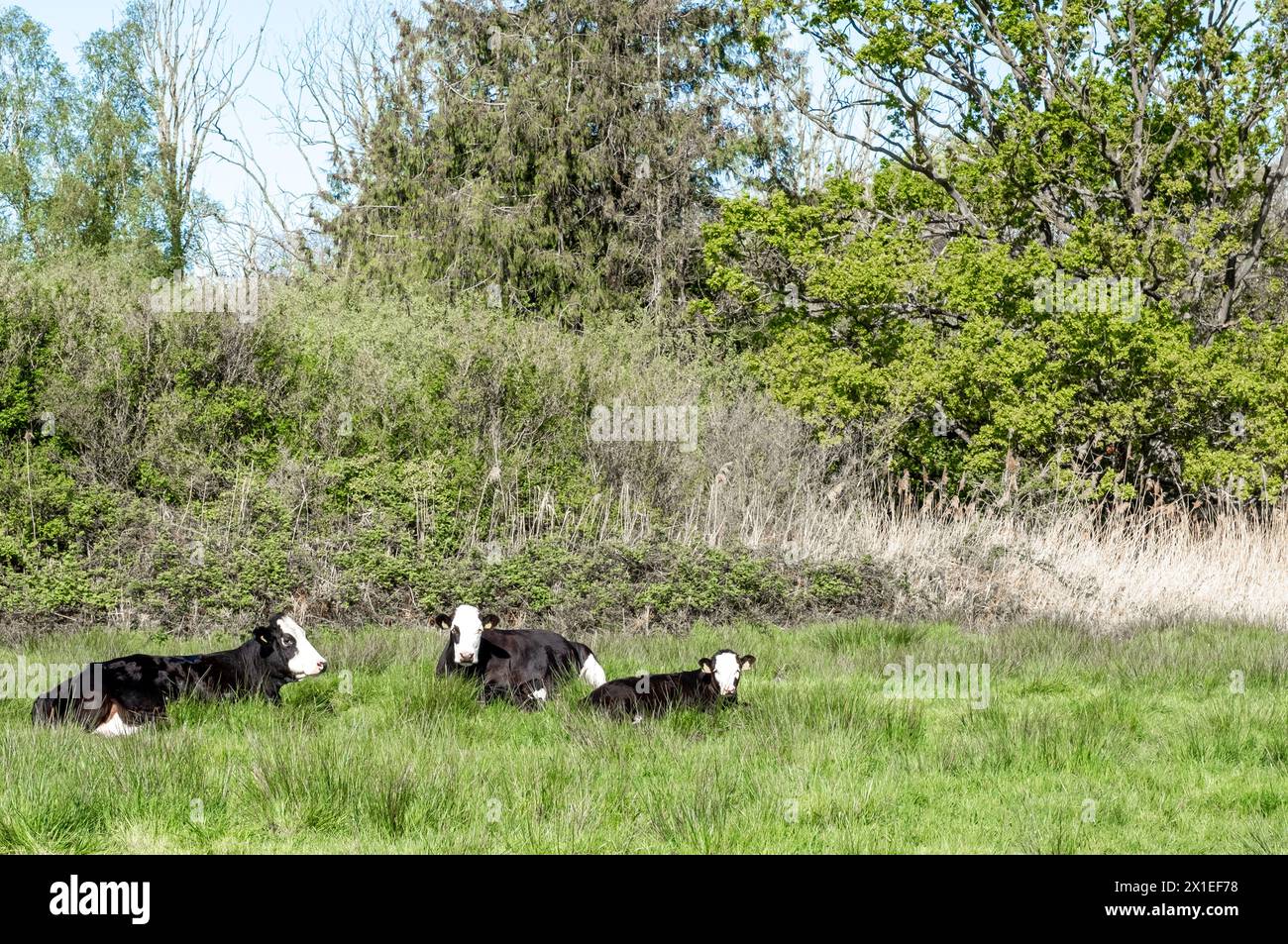 Three cows laying in the green grass Stock Photo