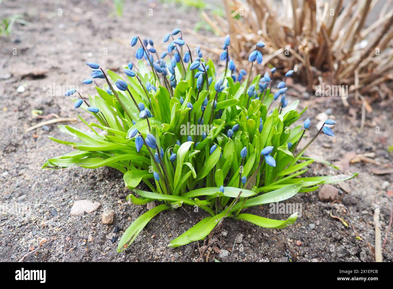 Scilla is a genus of bulb-forming perennial herbaceous plants in the family Asparagaceae, subfamily Scilloideae. Sometimes called the squills in Engli Stock Photo