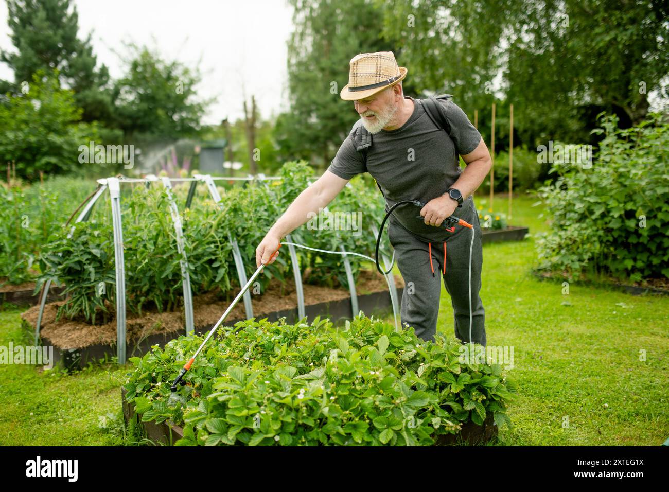 Middle age gardener with a mist fogger sprayer sprays fungicide and pesticide on bushes and trees. Protection of cultivated plants from insects and fu Stock Photo