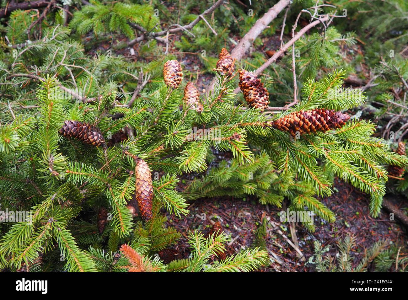 Needles and cones. Picea abies, Norway or European spruce, is a species native to Europe. Norway spruce is a large, fast-growing evergreen coniferous Stock Photo