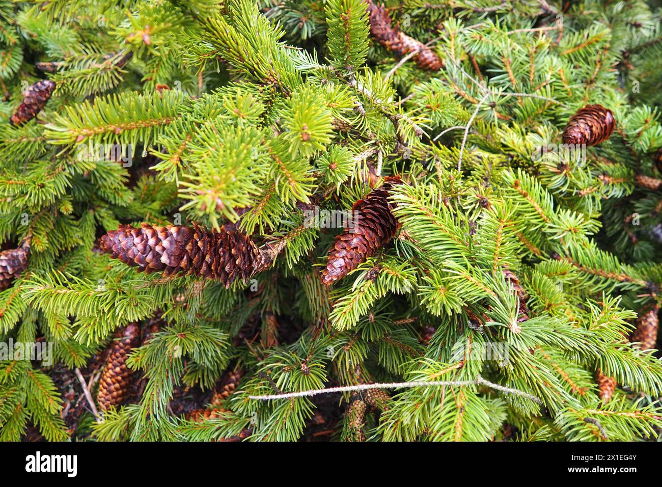 Needles and cones. Picea abies, Norway or European spruce, is a species native to Europe. Norway spruce is a large, fast-growing evergreen coniferous Stock Photo