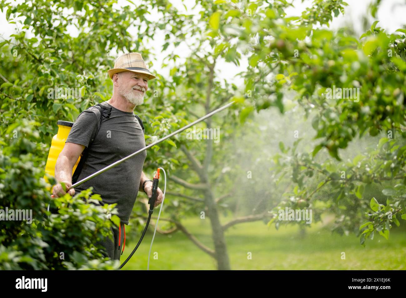 Middle age gardener with a mist fogger sprayer sprays fungicide and pesticide on bushes and trees. Protection of cultivated plants from insects and fu Stock Photo