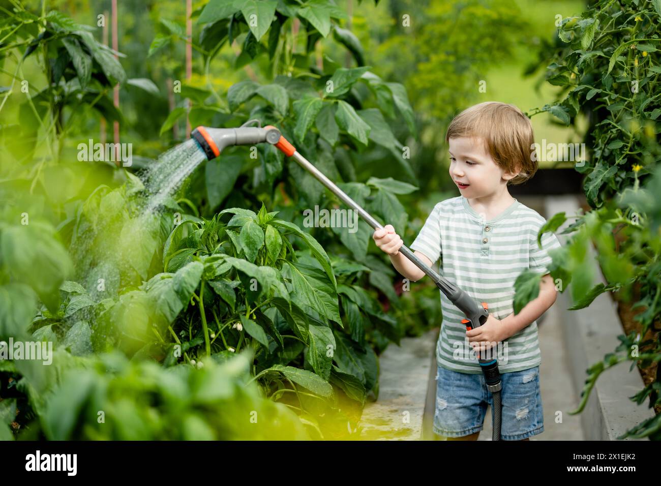 Cute little boy watering bell peppers in the greenhouse at summer day