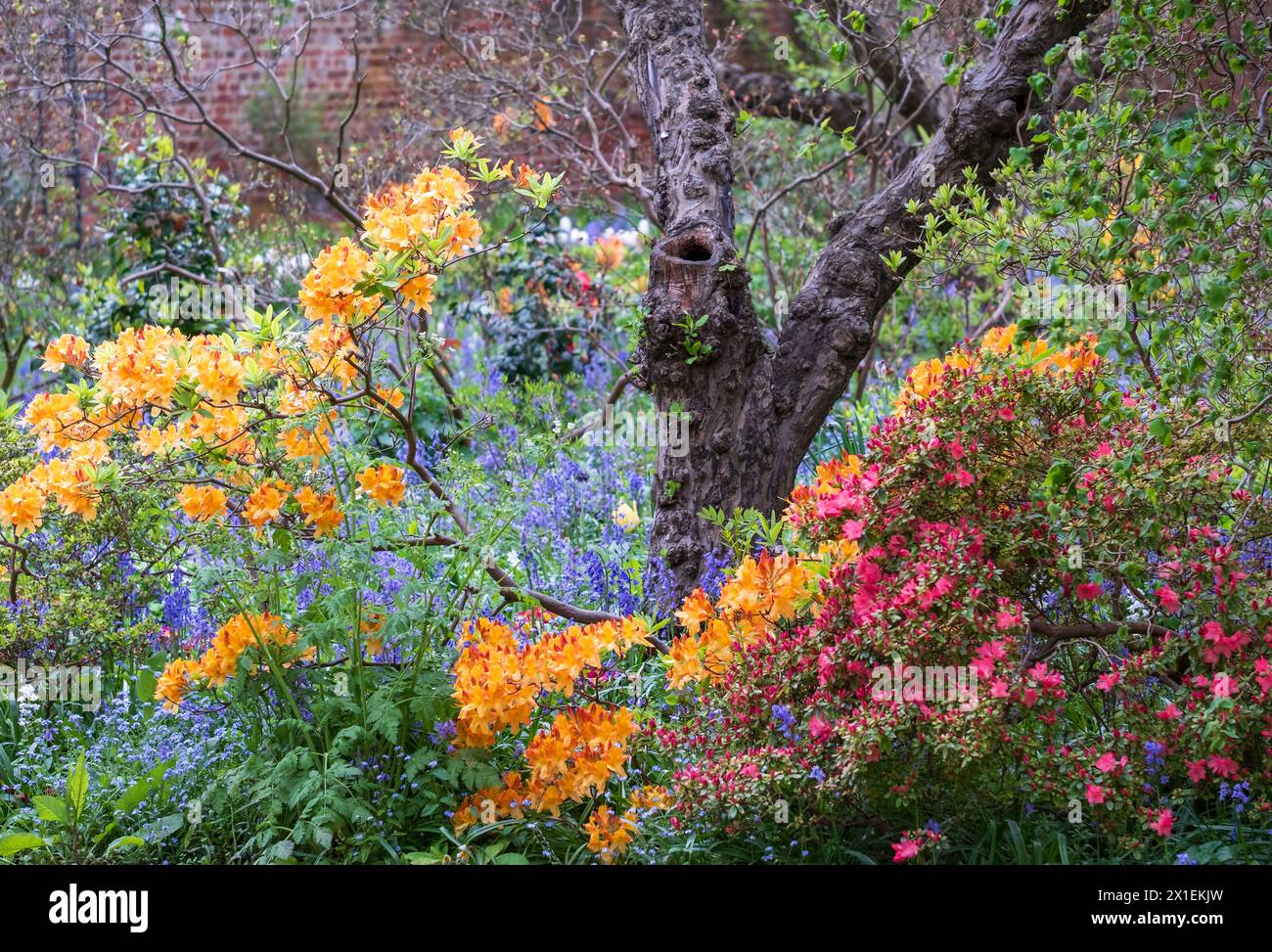 Colourful azalea outside the walled garden at Eastcote House Gardens, with blue bells and blue forget-me-not in the background. Eastcote, London, UK. Stock Photo