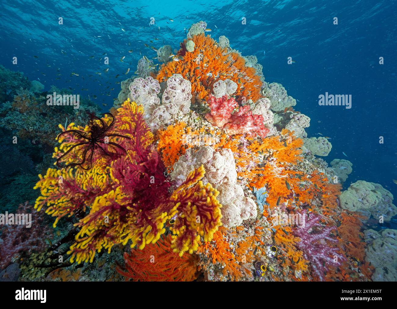 Yellow tipped giant Sea fan, Annella reticulata, with white softcorals, Spongodes umbellate, Raja Ampat Indonesia. Stock Photo