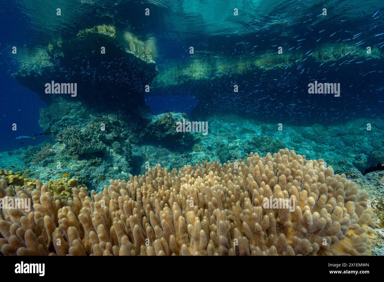 Lobed leather corals, Lobophytum pauciflorum, Raja Ampat Indonesia. Stock Photo