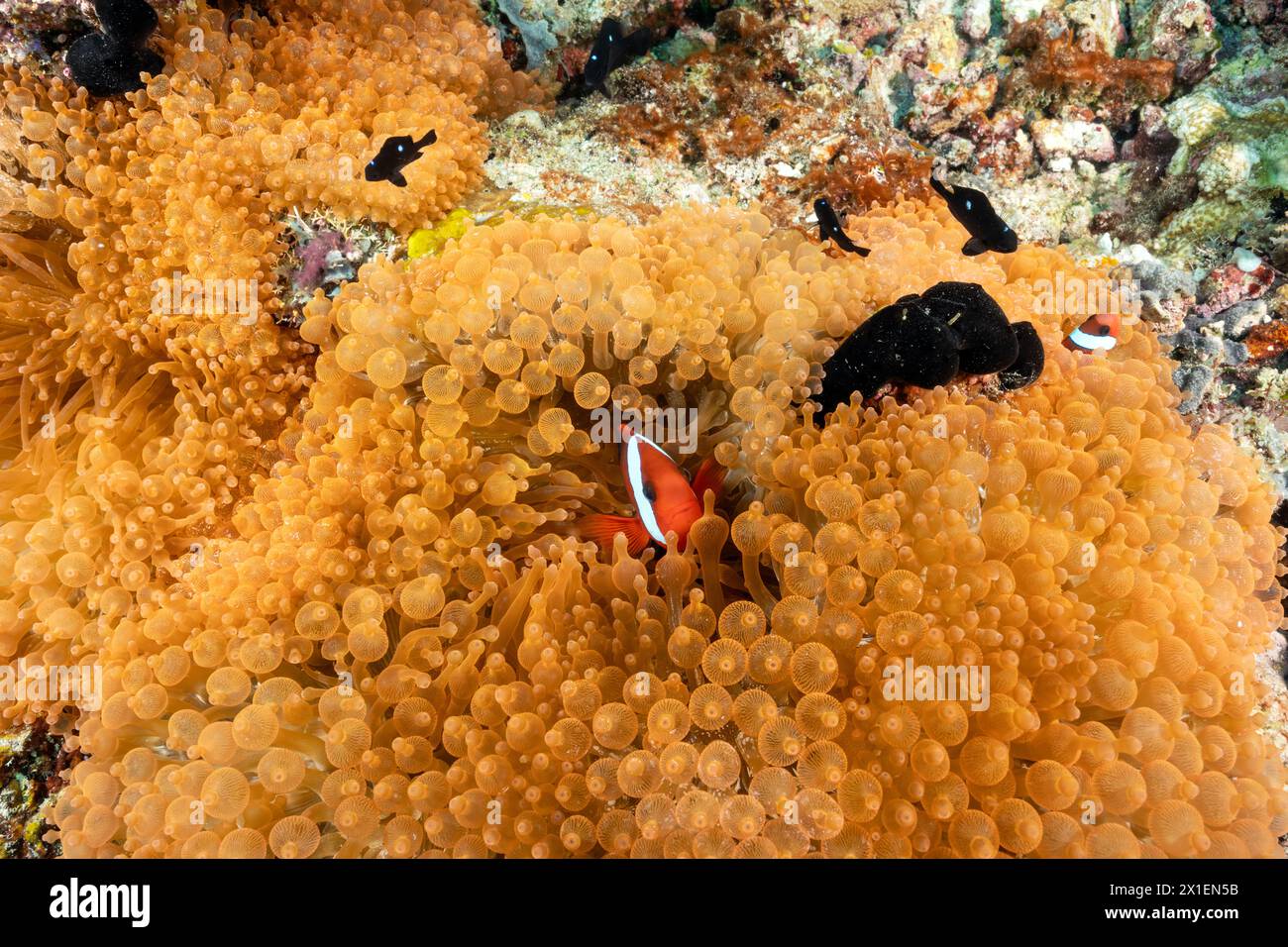 Neon color bulb tentacle sea anemones, Entacmae quadricolor, and tomato anemone fishes, Amphiprion frenatus, Raja Ampat Indonesia. Stock Photo