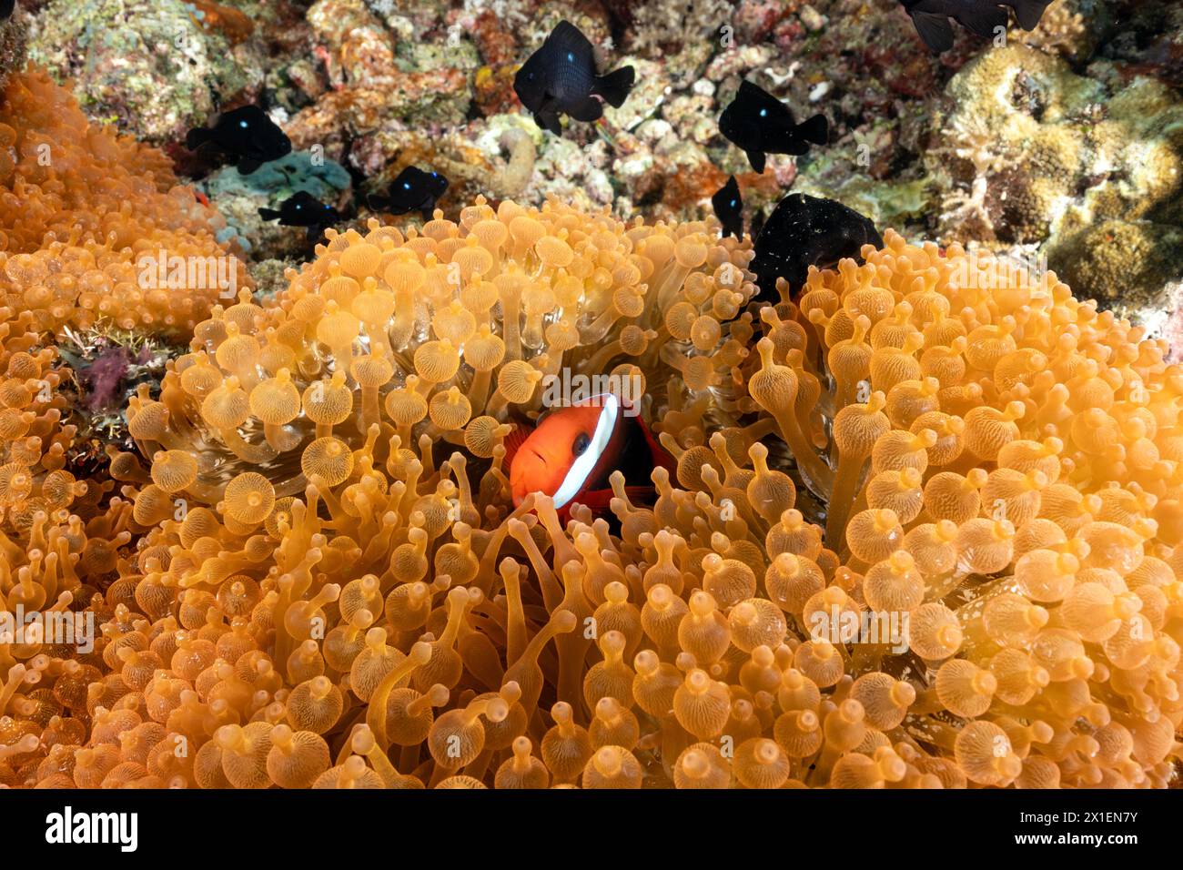 Neon color bulb tentacle sea anemones, Entacmae quadricolor, and tomato anemone fishes, Amphiprion frenatus, Raja Ampat Indonesia. Stock Photo