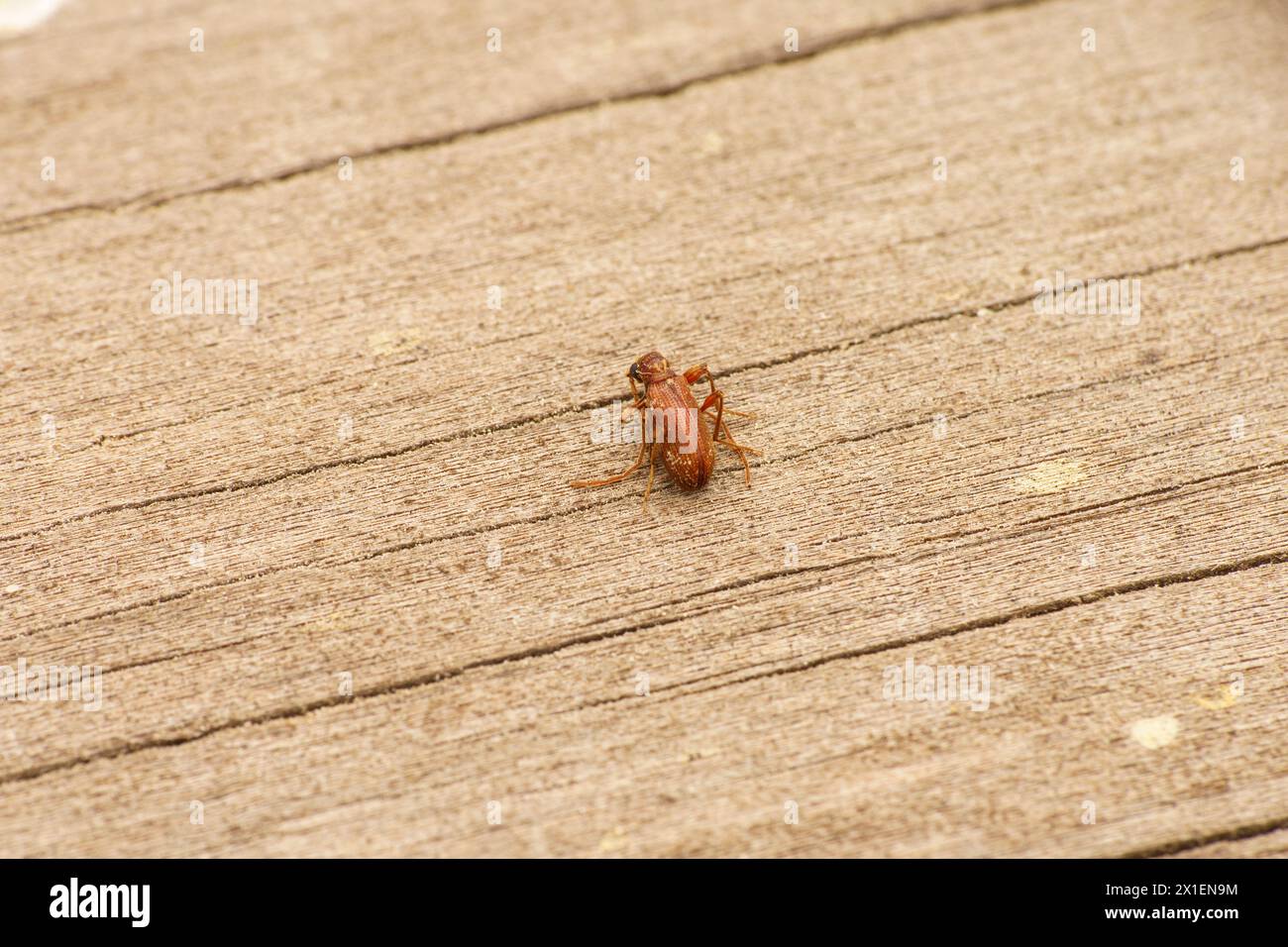 Ptinus fur Family Ptinidae Genus Ptinus White marked spider beetle wild nature insect photography, picture, wallpaper Stock Photo