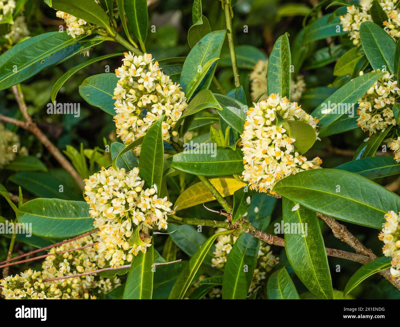 Fragrant male spring flowers of the hardy evergreen shrub, Skimmia x confusa 'Kew Green' Stock Photo