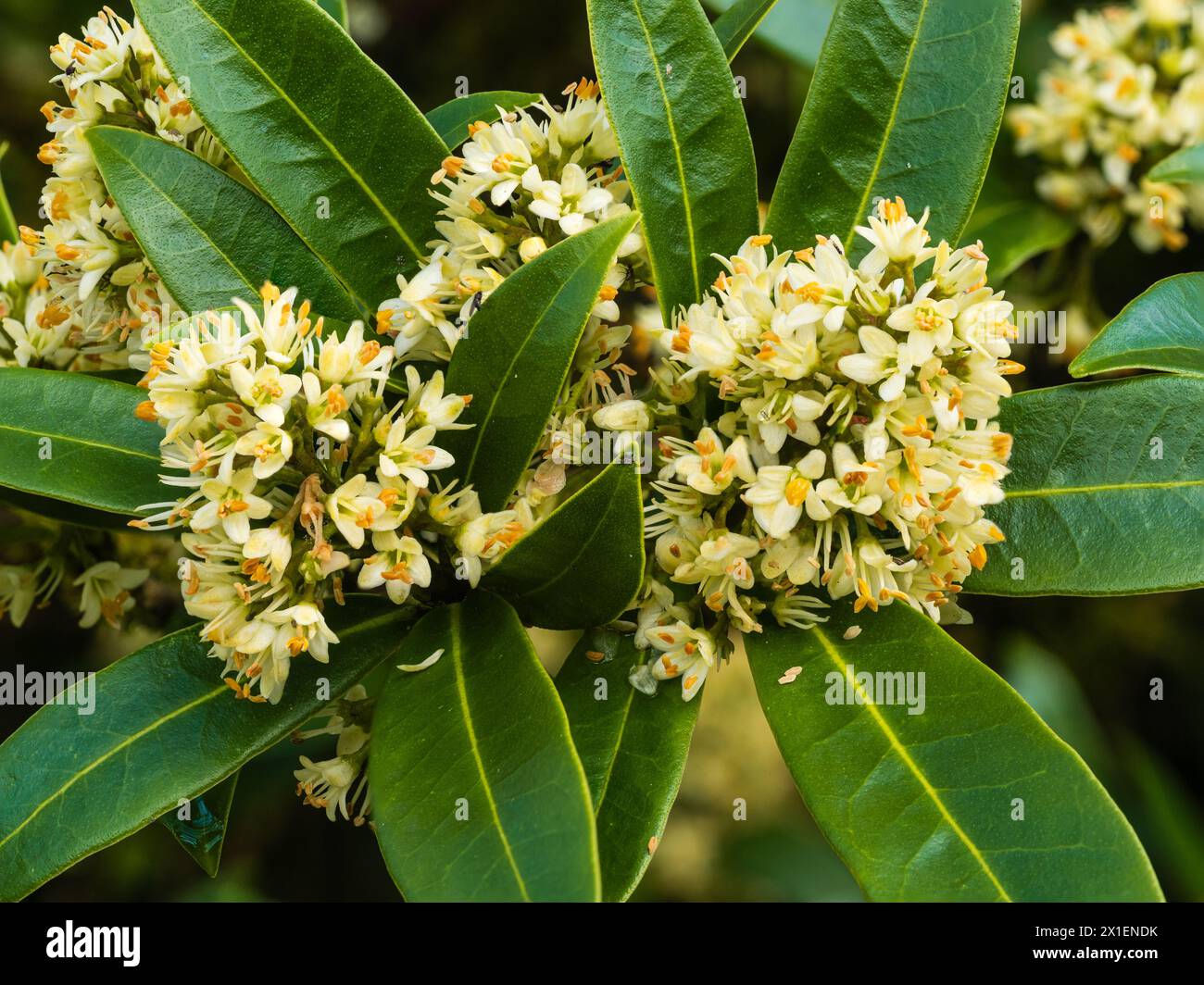 Fragrant male spring flowers of the hardy evergreen shrub, Skimmia x confusa 'Kew Green' Stock Photo