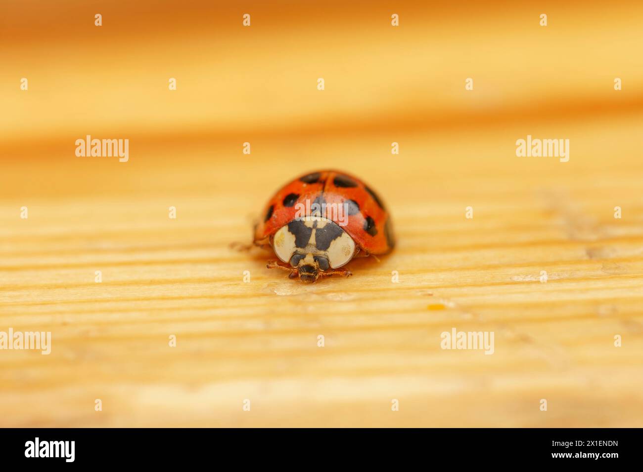 Harmonia axyridis Family Coccinellidae Genus Harmonia Asian ladybeetle wild nature insect wallpaper, picture, photography Stock Photo