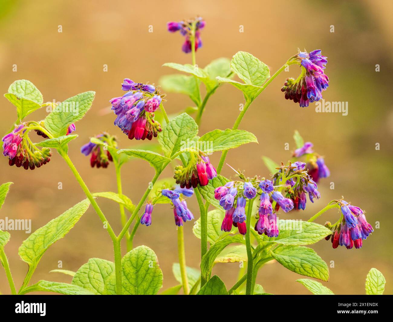 Red pink aging to blue flowers of the spring to early summer blooming comfrey variety, Symphytum 'Angela Whinfield' Stock Photo